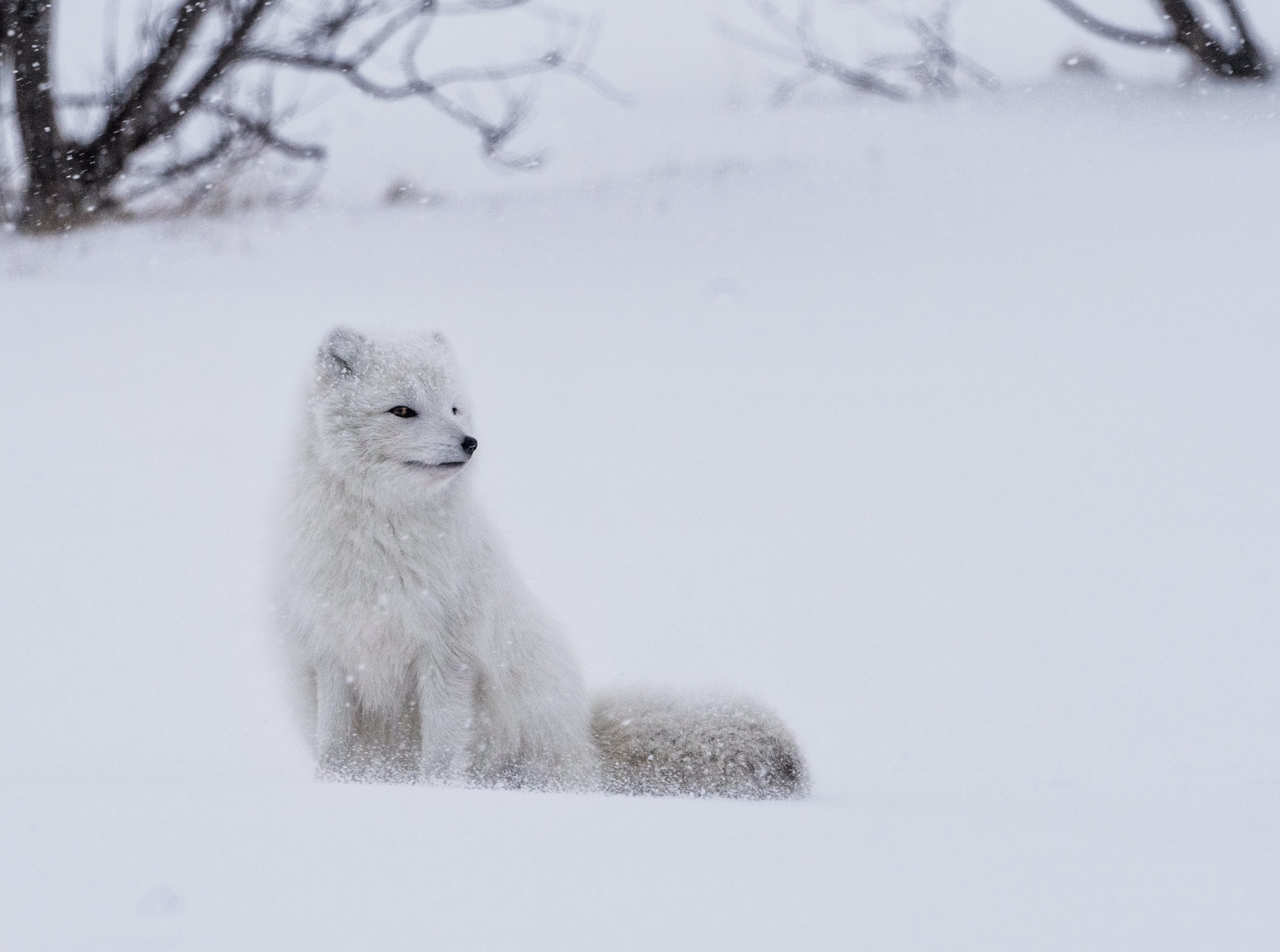 ARCTIC FOX IN ICELAND
