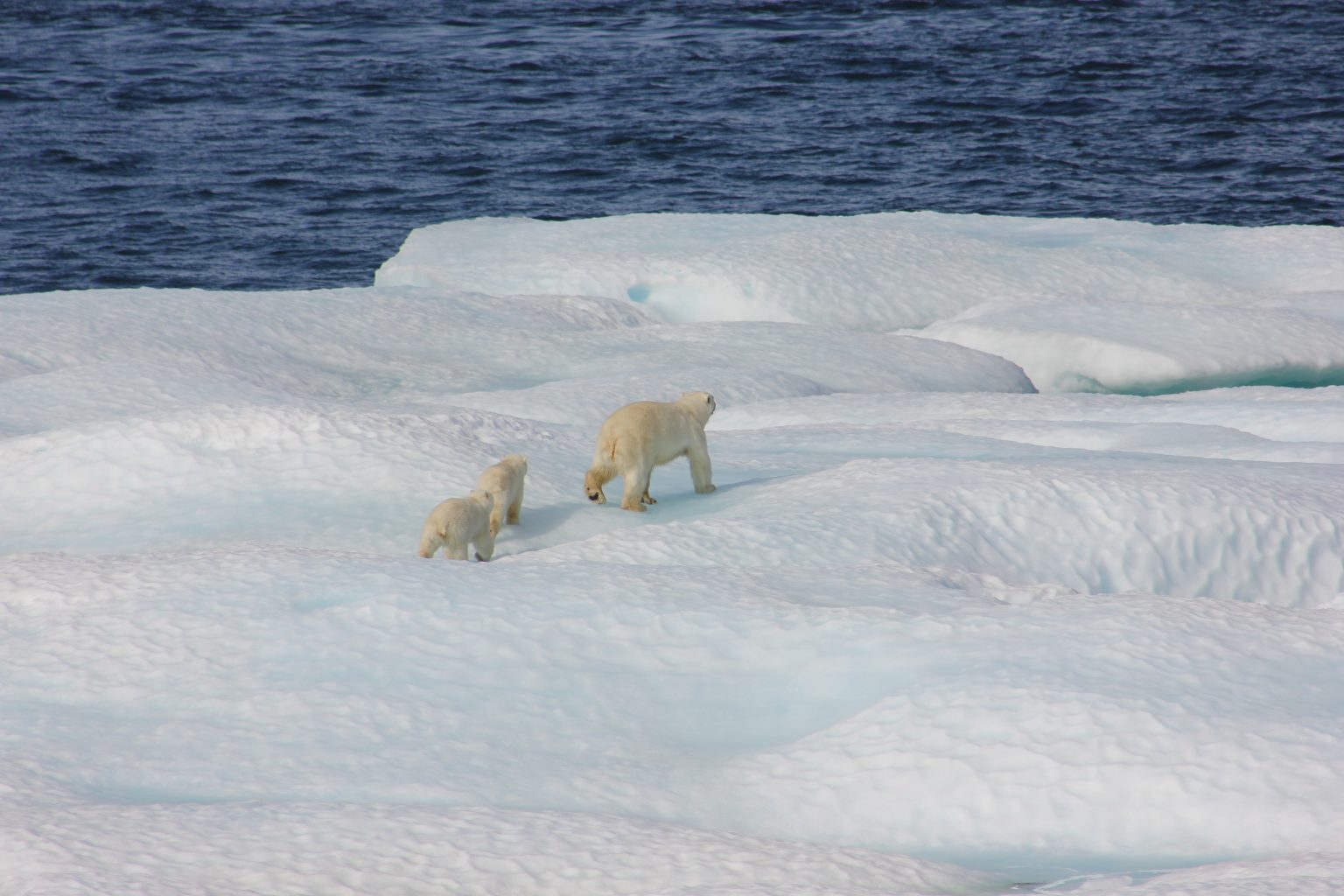 ARE THERE POLAR BEARS IN ICELAND?